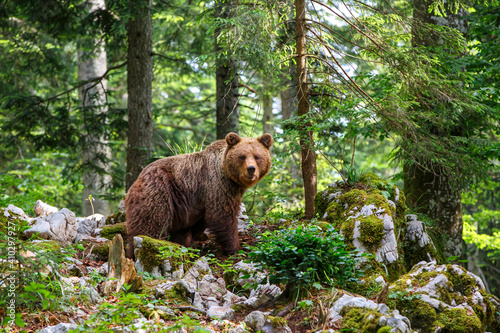 Brown bear - close encounter with a  wild brown bear eating in the forest and mountains of the Notranjska region in Slovenia photo