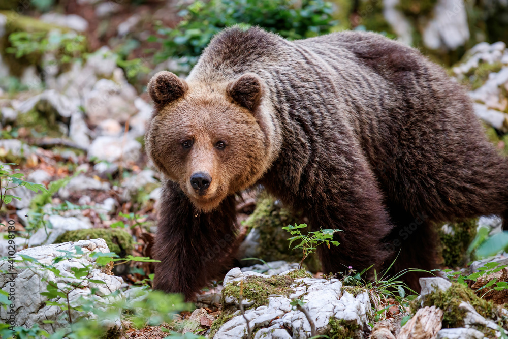 Obraz premium Brown bear - close encounter with a wild brown bear eating in the forest and mountains of the Notranjska region in Slovenia