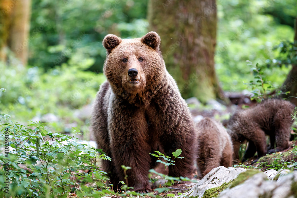 Obraz premium Wild brown bear mother with her cubs walking and searching for food in the forest and mountains of the Notranjska region in Slovenia