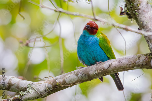 Colorful tanager staring from a tree