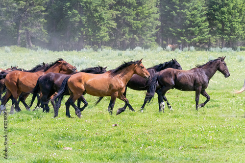 Horses and cowboys at a roundup in Montana