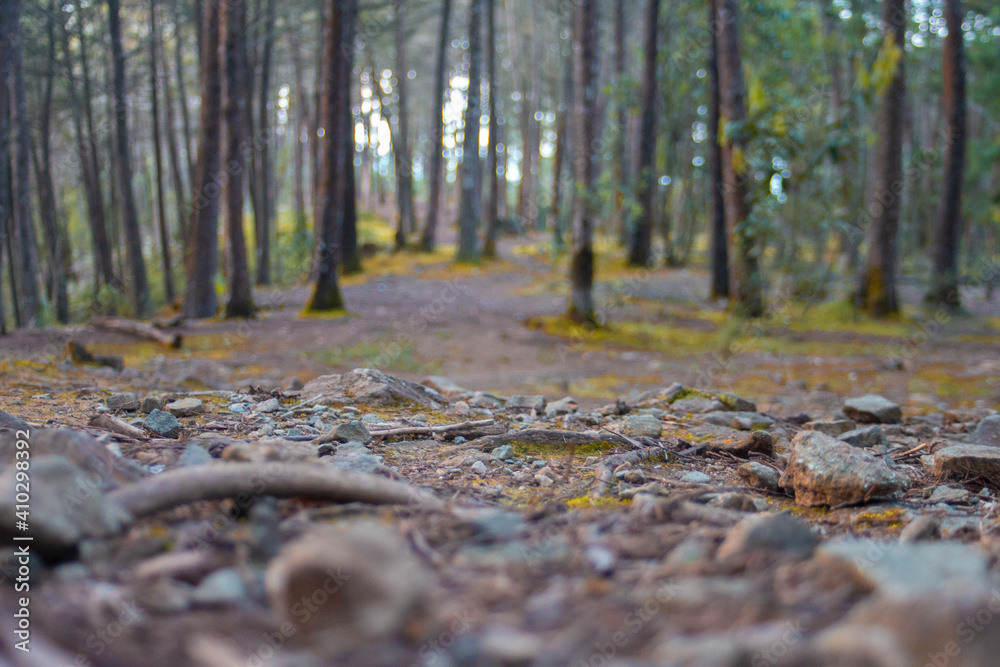 Bosque rocoso 2 Bosque rocoso 2