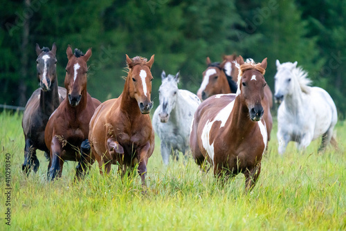Horses and cowboys at a roundup in Montana