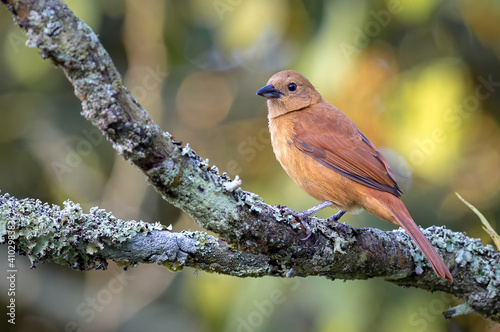 Light brown bird perched on the branch of an old tree