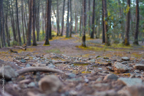 Bosque rocoso 2