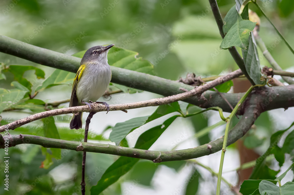 Tiny flycatcher in search of food from a small branch Tiny flycatcher in search of food from a small branch
