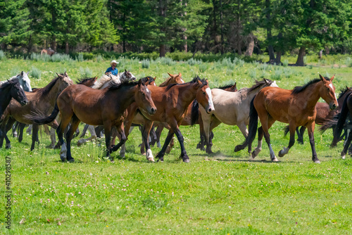 Horses and cowboys at a roundup in Montana