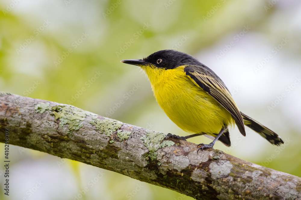 Naklejka premium Yellow flycatcher in search of food on top of a tree