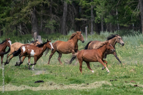 Horses and cowboys at a roundup in Montana © kcapaldo