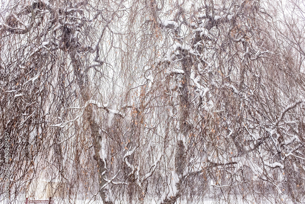 Weeping willow covered in sniw
Weeping willow covered in sniw