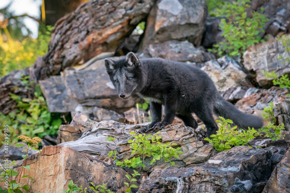 Fototapeta premium Two month old Arctic Blue Fox walking in the mountains