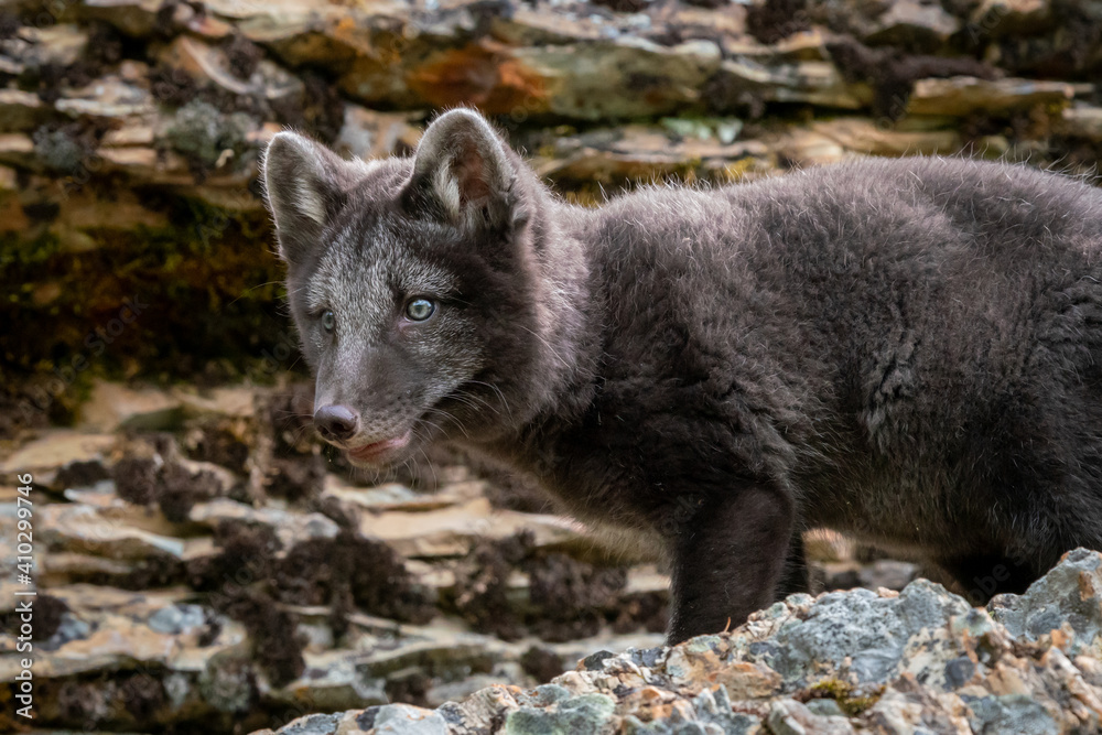 Two month old Arctic Blue Fox walking in the mountains