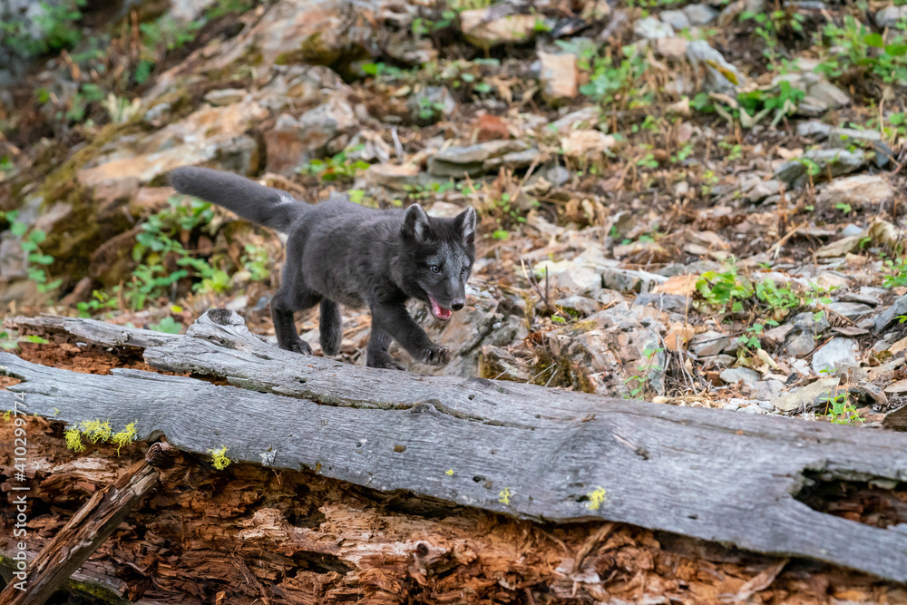 Obraz premium Two month old Arctic Blue Fox walking in the mountains