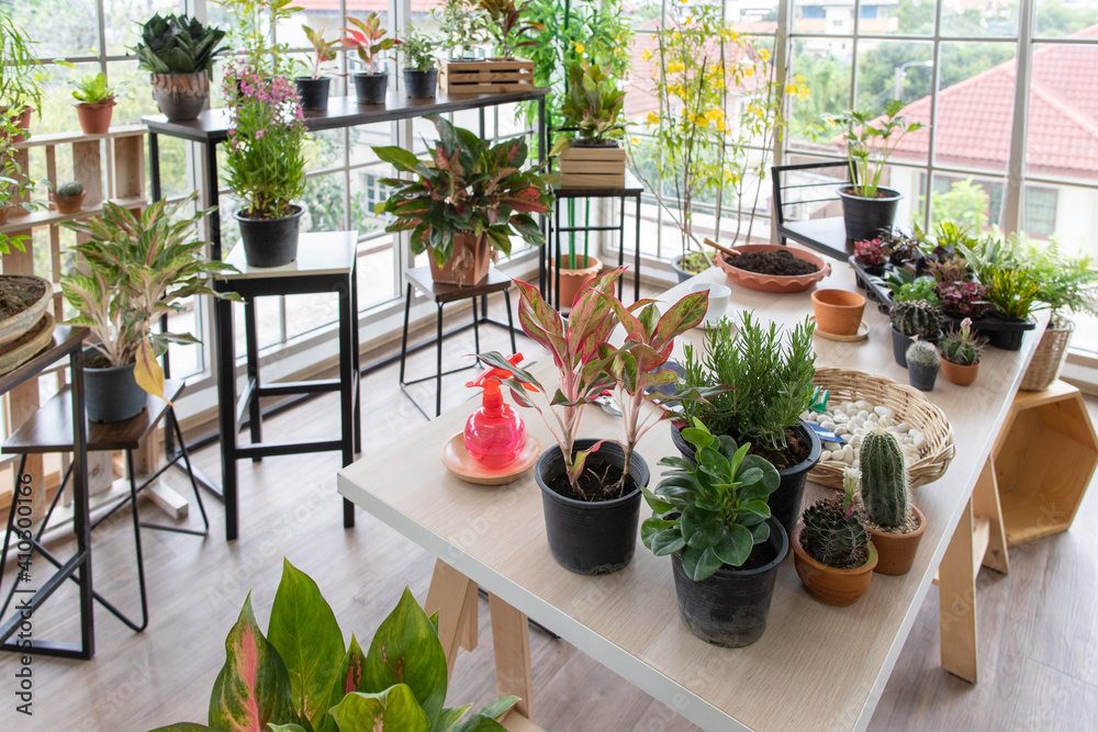 Tree and planting corner in home for doing hobby and relaxing activity. . Tree and planting corner in home for doing hobby and relaxing activity. .