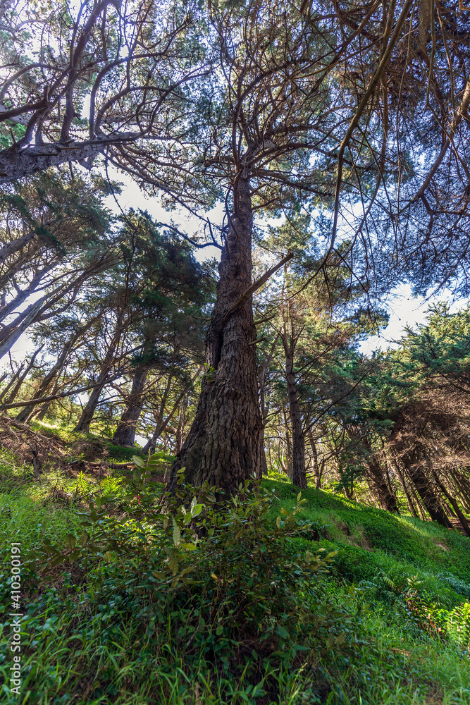 Native flora with lush foliage growing on Mount Victoria in Wellington, New Zealand Native flora with lush foliage growing on Mount Victoria in Wellington, New Zealand