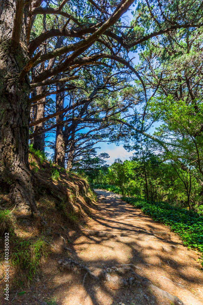 Fototapeta premium Mount Victoria path with dense woodland and sunlight peeking through on trail floor in Wellington, New Zealand