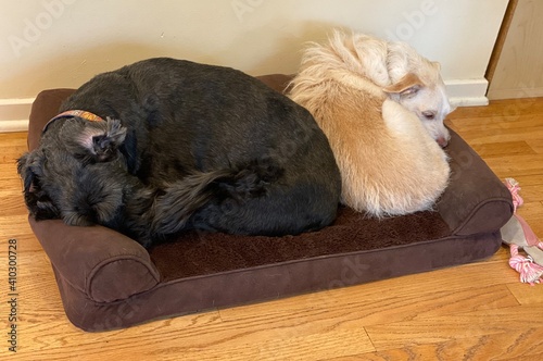 two dogs in one dog bed