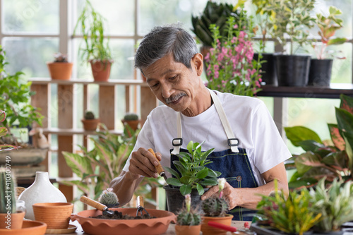 A senior Asian man working in a planting hobby room with happiness and concentrait. Idea for green lover who plants tree and botany in corner of the home.