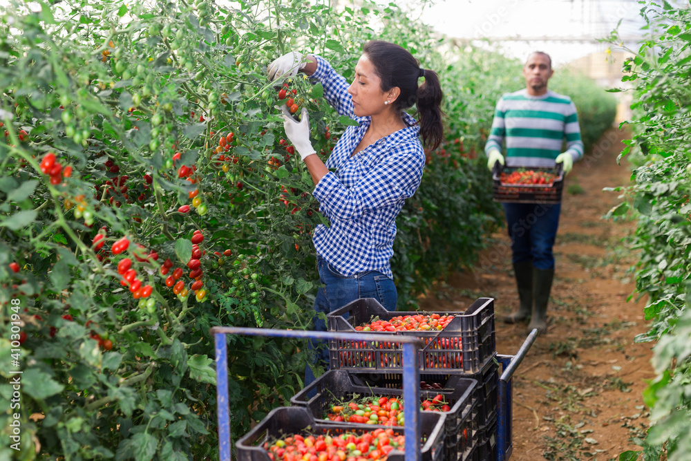 Obraz premium Latino male and female workers gathering crop of tomatoes in glasshouse
