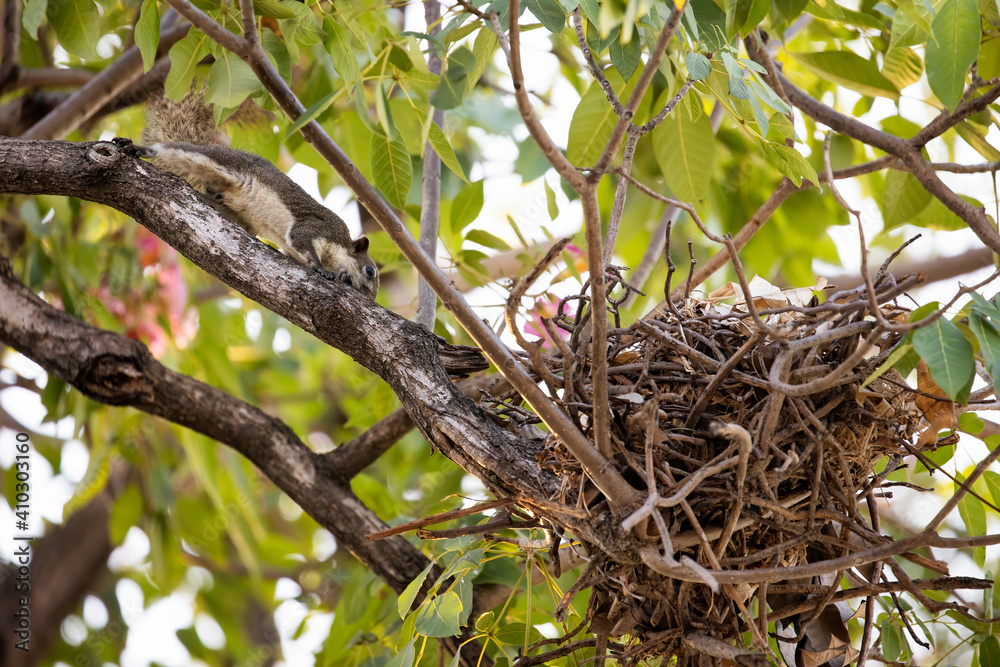 Close-up Squirrel was Returned to The Nest Close-up Squirrel was Returned to The Nest