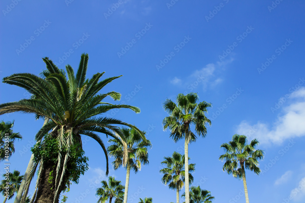 Palm trees under the blue sky of a beach resort