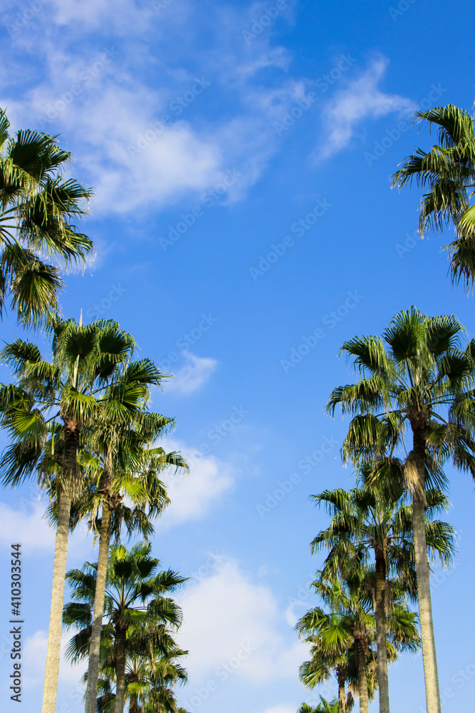 Fototapeta premium Palm trees under the blue sky of a beach resort