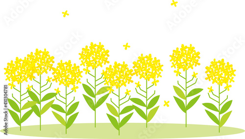 Vector illustration of rape blossoms, spring landscape