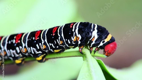 Colorful caterpillar Pseudosphinx tetrio eats on a leaf Costa Rica macro close-up