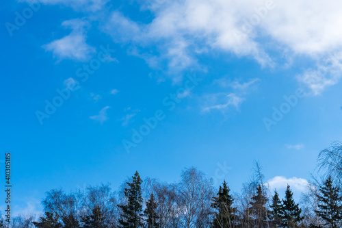 Blue sky over winter forest