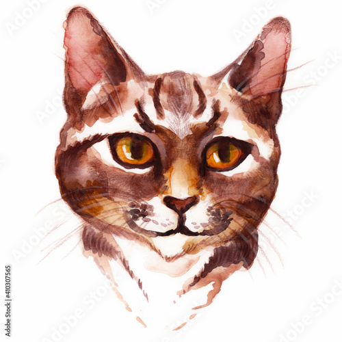 Hand-drawn watercolor and pencils close up portrait of a cat