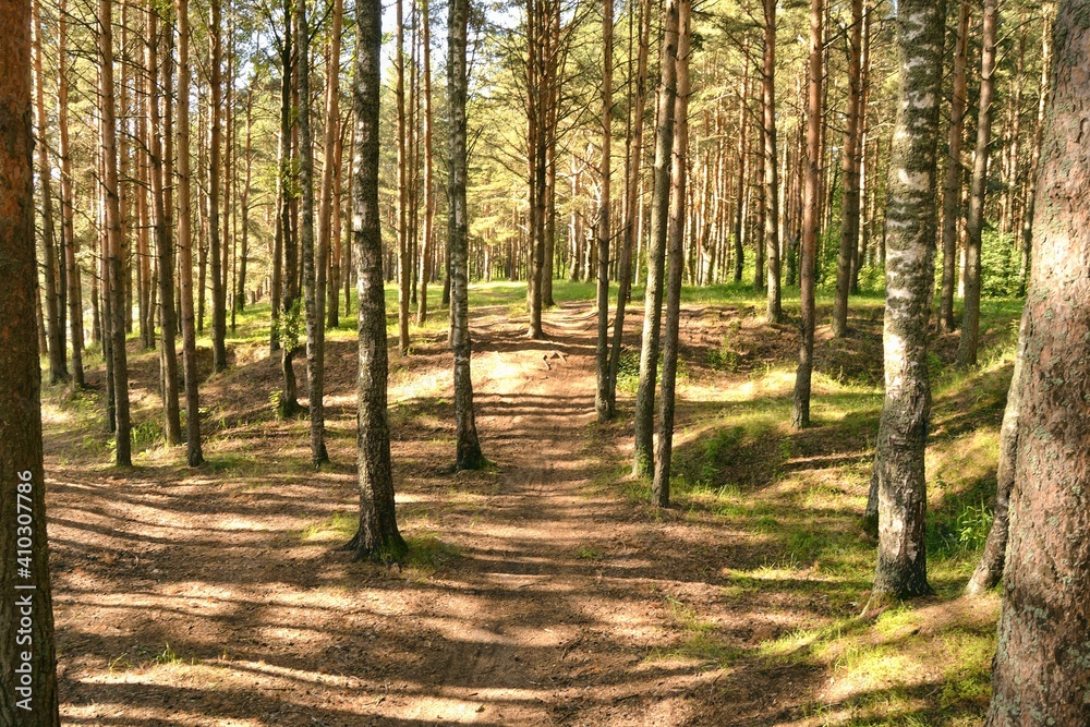 Obraz premium Early morning with sunrise in pine forest