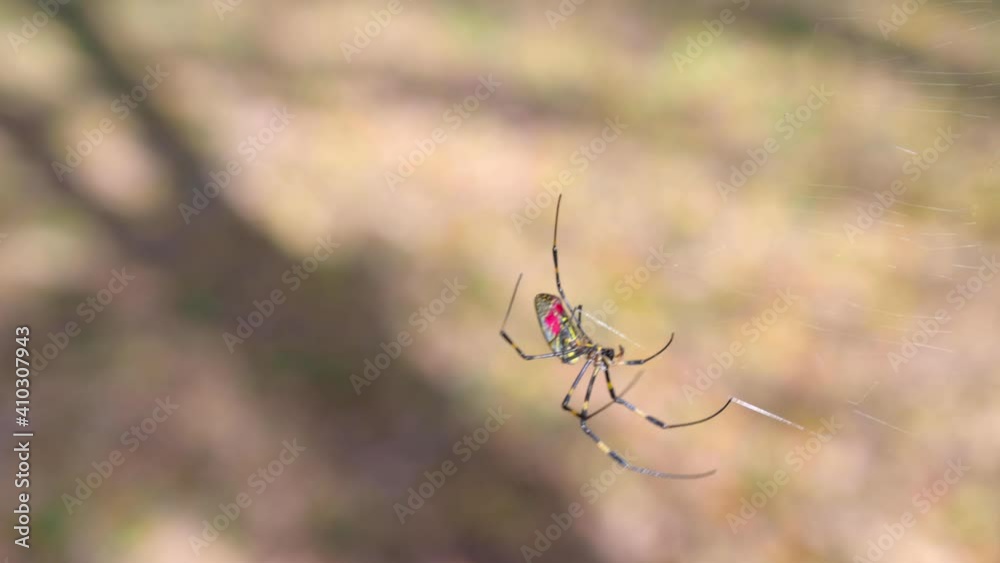 Close-up of a Japanese Joro spider moving across his web. Shallow DOF footage taken in Asia. Close-up of a Japanese Joro spider moving across his web. Shallow DOF footage taken in Asia.