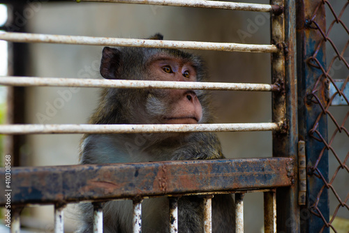 Medium close-up, Rhesus macaque (monkey) in cage photo