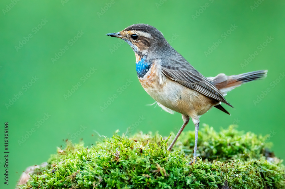 Male bluethroat perching on Mosses , Thailand Male bluethroat perching on Mosses , Thailand