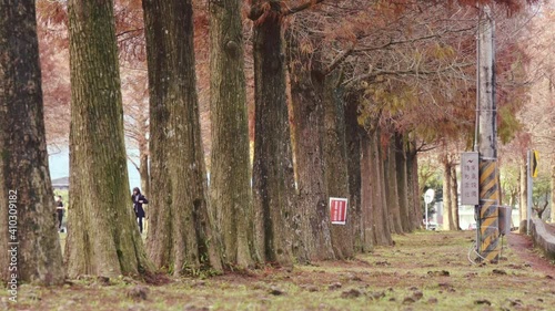 Sanxing Township, Yilan County, Taiwan. Beautiful landscape of bald cypress. photo