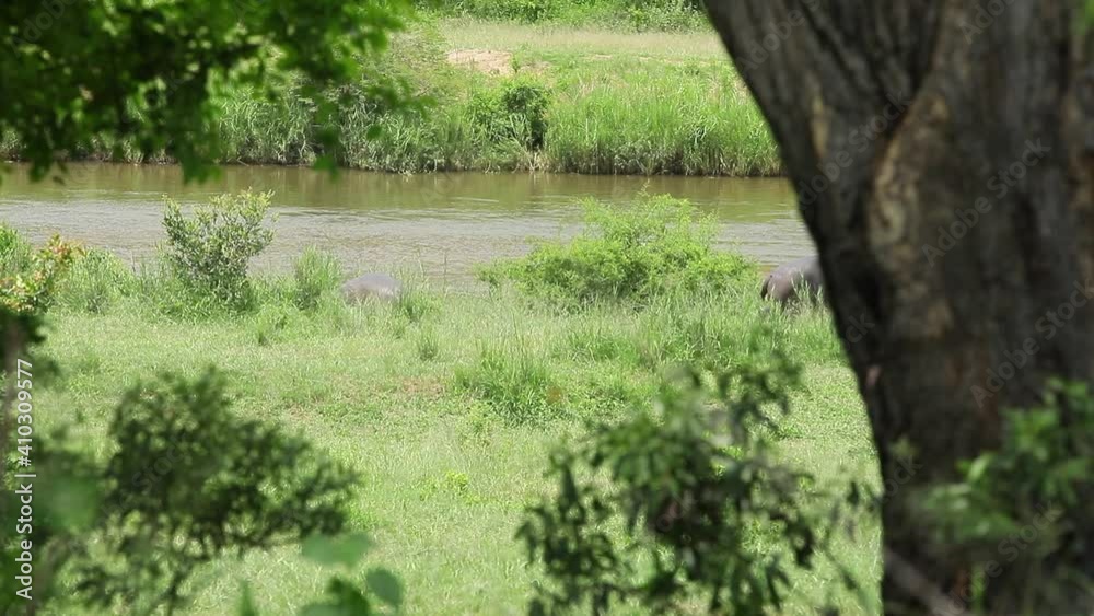Four Hippos amusingly all go separate ways by the lush green river Four Hippos amusingly all go separate ways by the lush green river