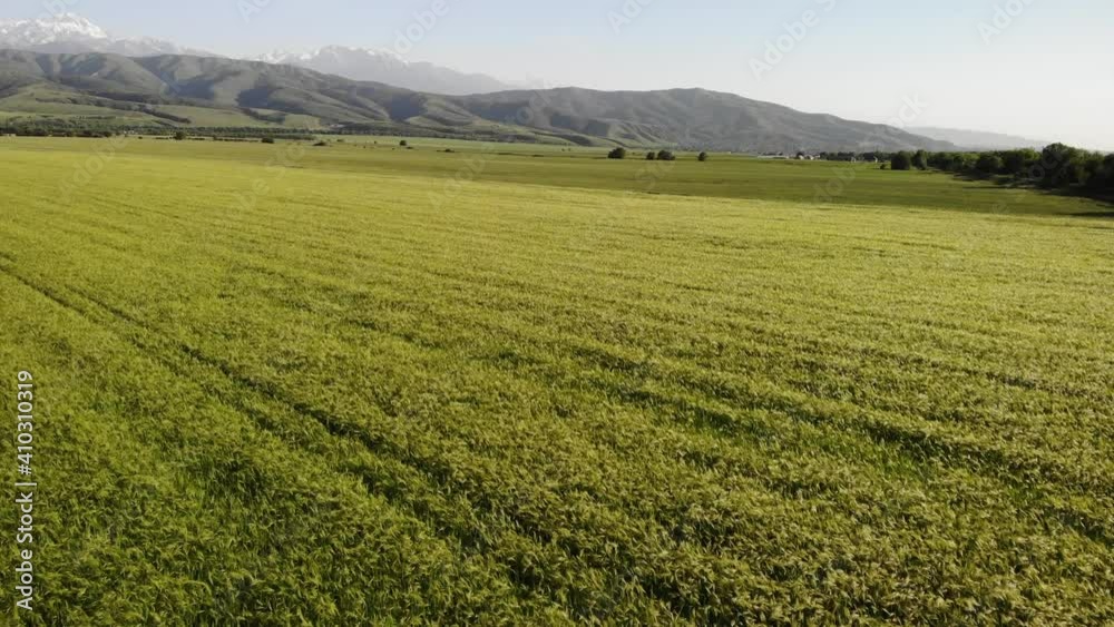 Flying over the green field. In the spring, at sunset. Flying over the green field. In the spring, at sunset.
