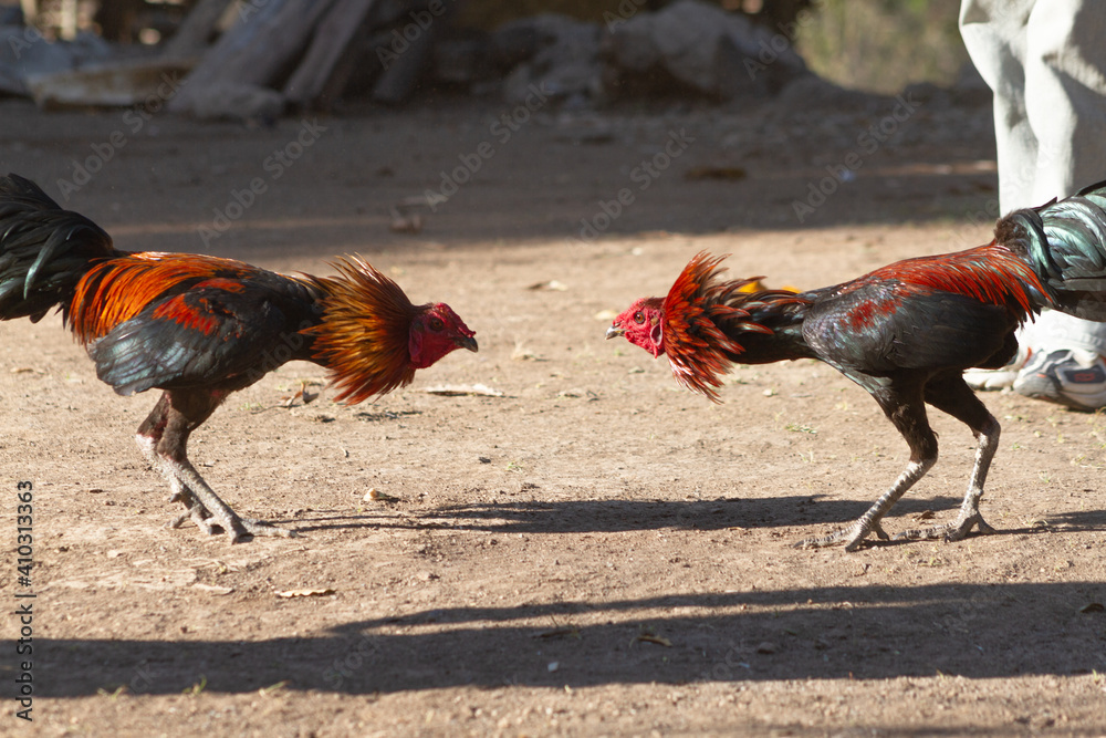 cock-fighting-at-outdoor-area-suai-timor-leste-stock-photo-adobe-stock