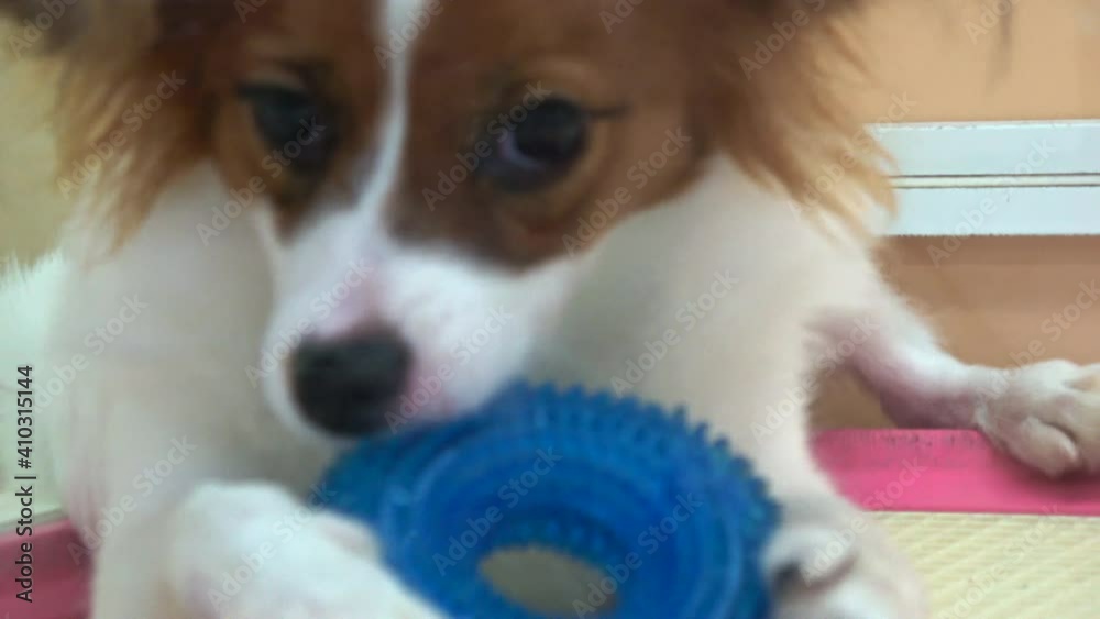 Papillon dog puppy chewing the toy. Close up. 4K Papillon dog puppy chewing the toy. Close up. 4K