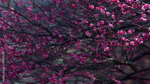 pink blossoms in spring