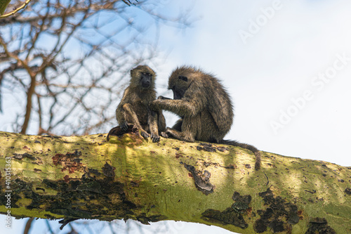 Two Monkeys take care of each Others to clean their Hair.