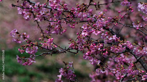 pink blossom in spring © osamu sakairi