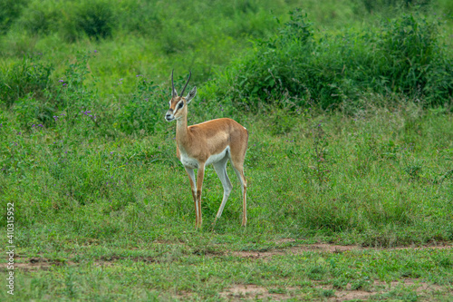 Close up of female Impala gazelle in Serengeti, Tanzania