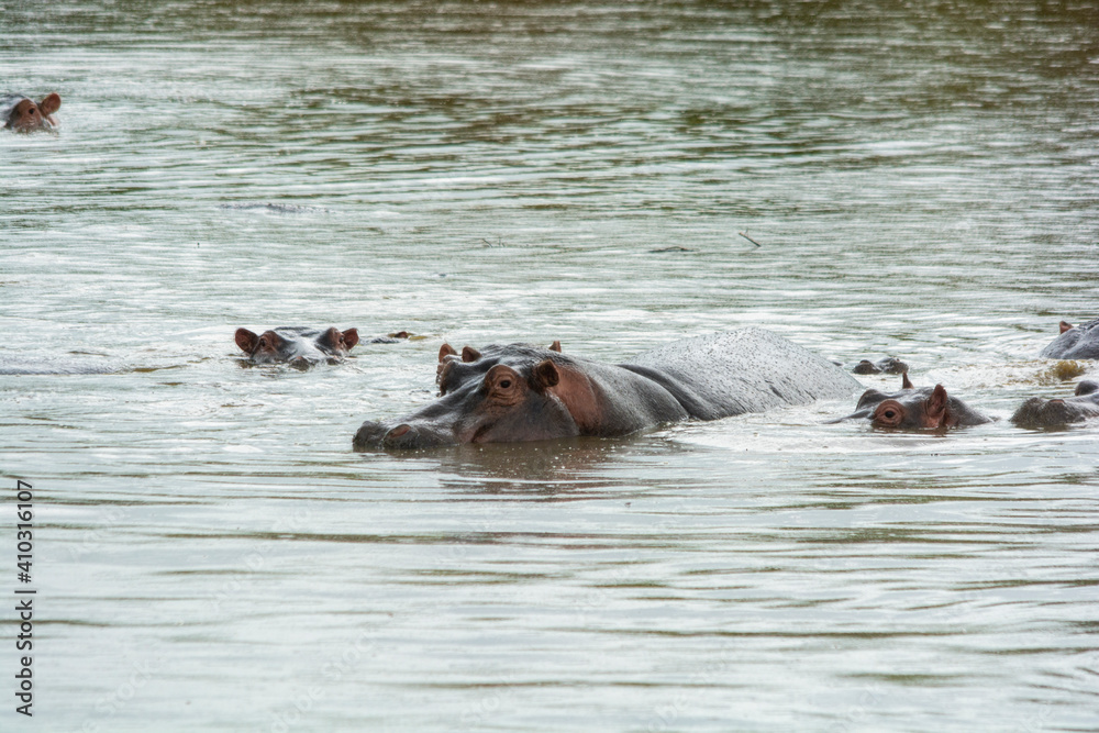Fototapeta premium Hippopotamus, hippo in water. Serengeti, Tanzania