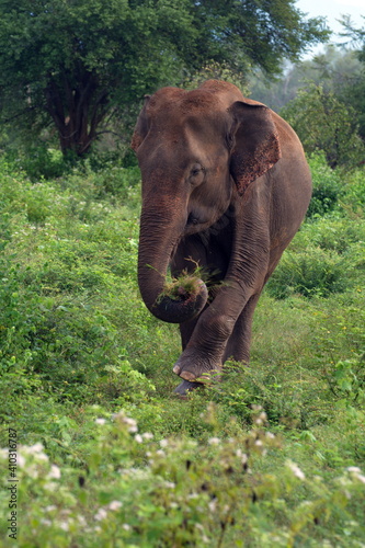 Loner Elephant