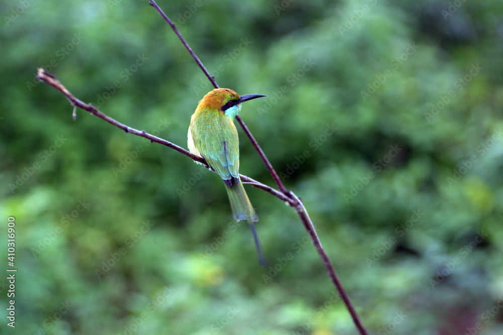 Green Bee Eater scanning the surroundings Green Bee Eater scanning the surroundings