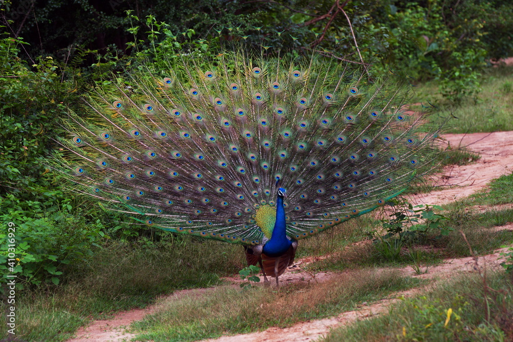 Obraz premium Male Indian Peafowl on vibrant display of its feathers looking for potential mates