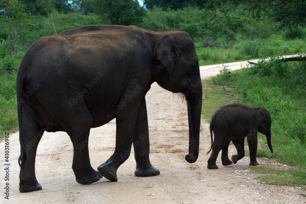 Mother Elephant crossing the road with her calf