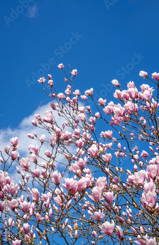 Branches of blooming magnolia on a background of blue sky