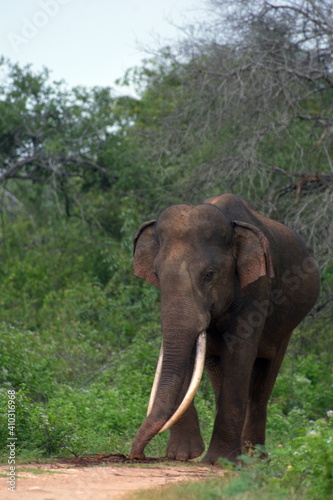 Tusker "Aravinda" roaming the Udawalawa wildlife reserve